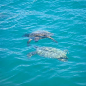Captain Bob’s Snorkeling Oahu - Picnic Snorkel Sail