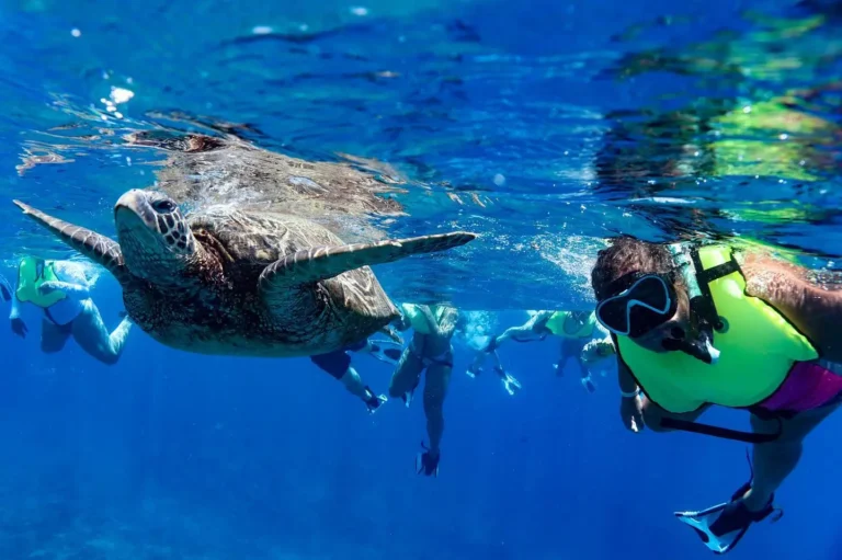 Turtle Snorkeling Oahu - Dolphins & You