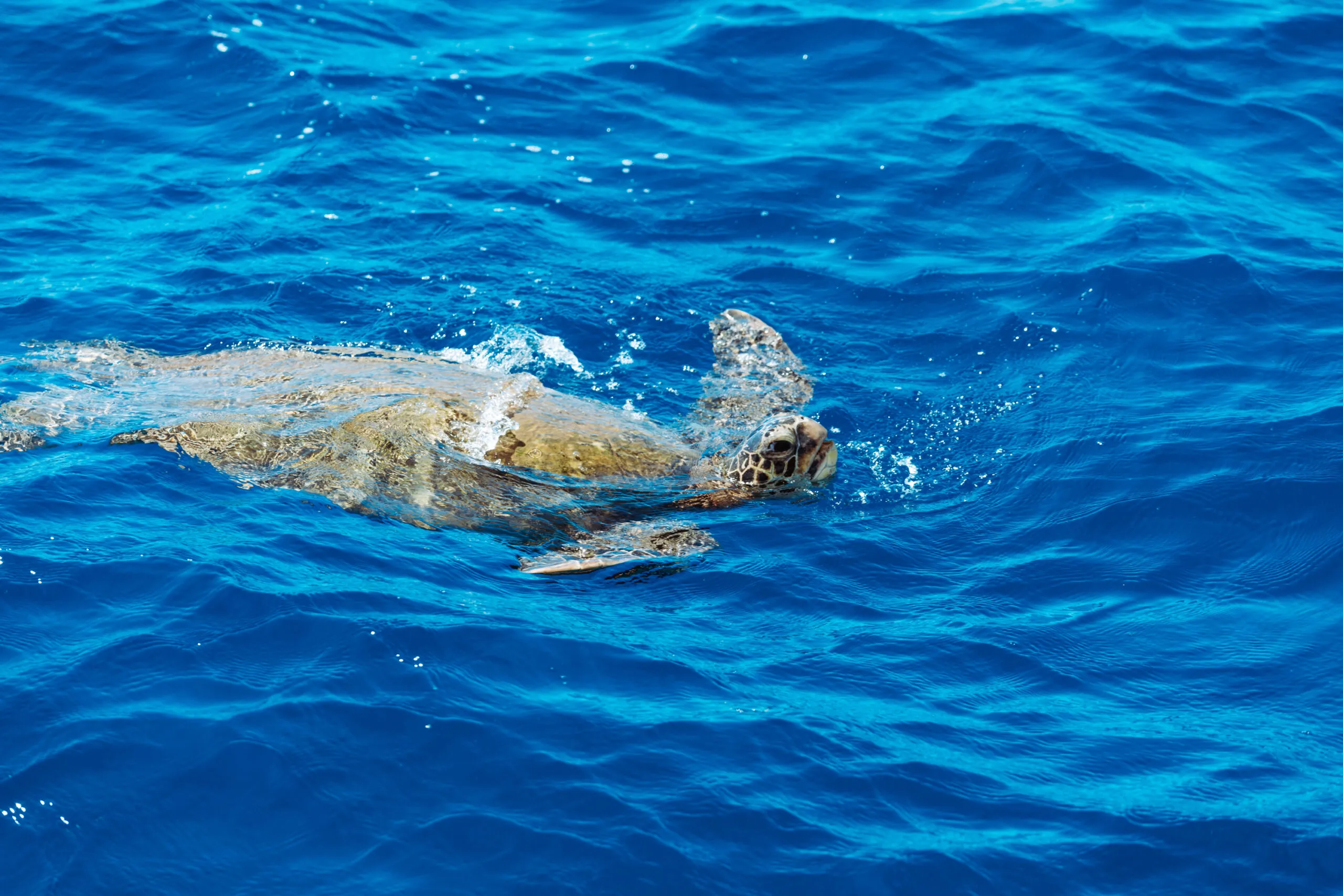 Ko Olina Glass Bottom Boat
