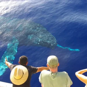 whale watching oahu