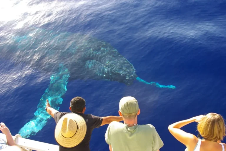 whale watching oahu