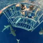 Shark Cage Diving on Oahu’s North Shore: What to Expect
