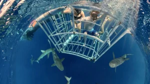 Oahu Shark Cage Diving Adventure – Guaranteed Shark Sightings! - North Shore Shark Adventures