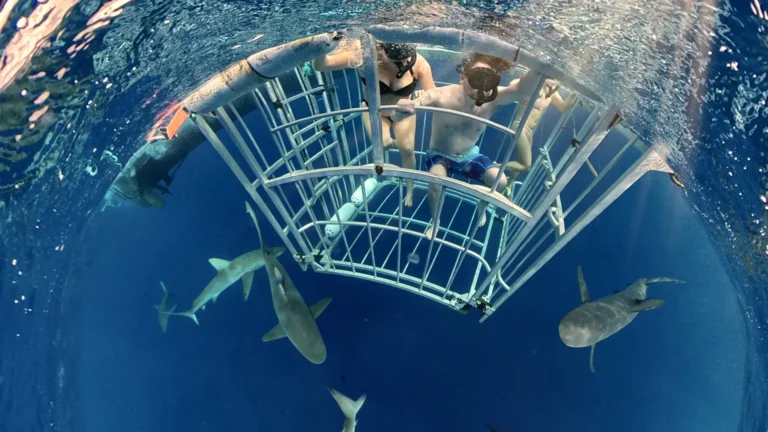 Oahu Shark Cage Diving Adventure – Guaranteed Shark Sightings! - North Shore Shark Adventures