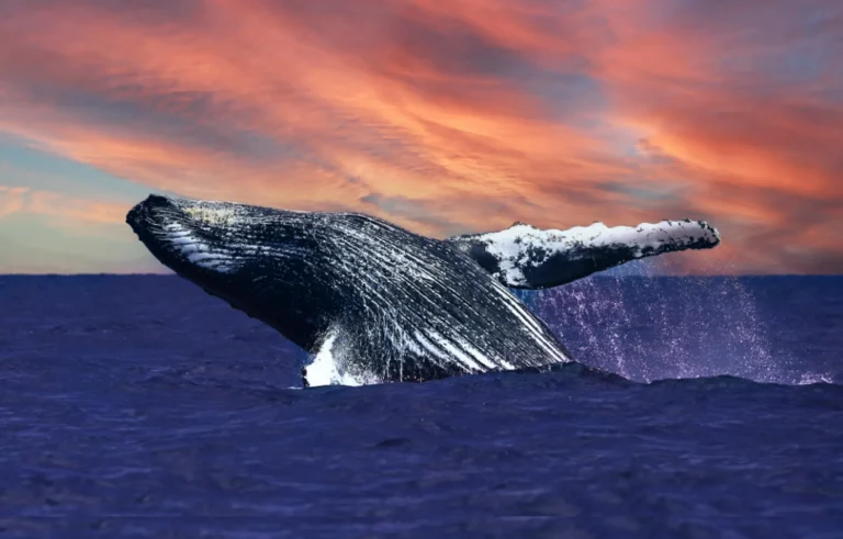 whale watching Oahu