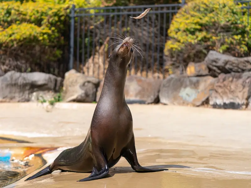Sea Life Park Sea Lion Encounter