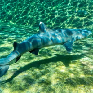 Sea life Park Hawaiian Reef Shark Snorkel