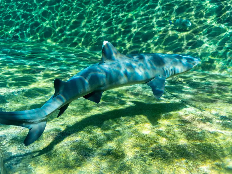Sea life Park Hawaiian Reef Shark Snorkel