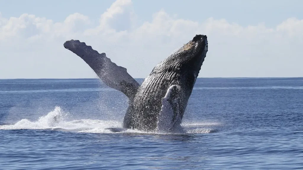 Majestic Cruises - Oahu Whale Watching Tour 1