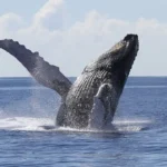 Oahu Whale Watching Tours 2026: How to Choose the Perfect Experience
