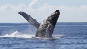 Majestic Cruises - Oahu Whale Watching Tour 1