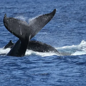 Majestic Cruises - Oahu Whale Watching Tour