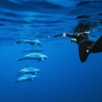 The Ultimate Oahu Ocean Adventure Guide: Dolphin Tours, Turtle Snorkeling, Sunset Cruises & More with Hawaii Tickets 4 Less