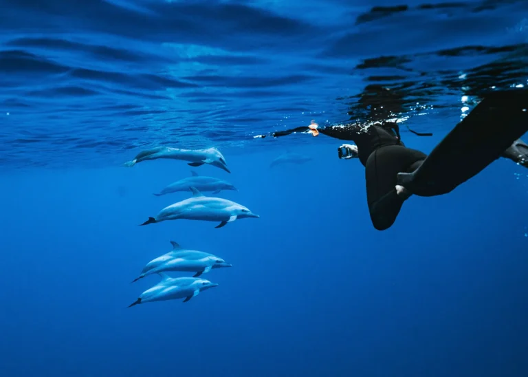 Oahu Speed Boat Dolphin Swim and Snorkel