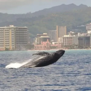 Star of Honolulu Oahu Early Bird Whale Watch