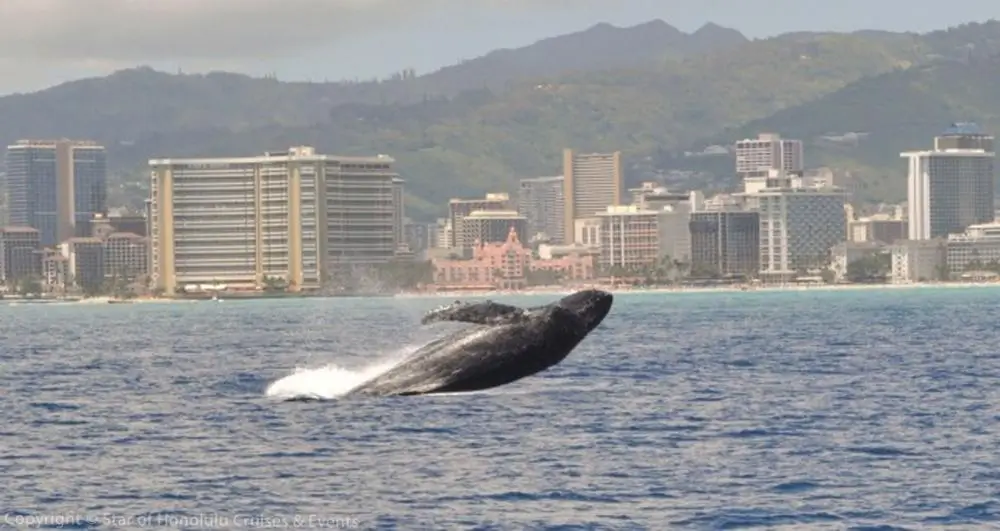 Star of Honolulu Oahu Early Bird Whale Watch