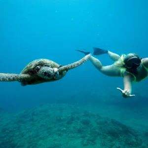 Iruka Oahu Hawaii Dolphin Tours - Oahu Waikiki Turtle Canyon Snorkel
