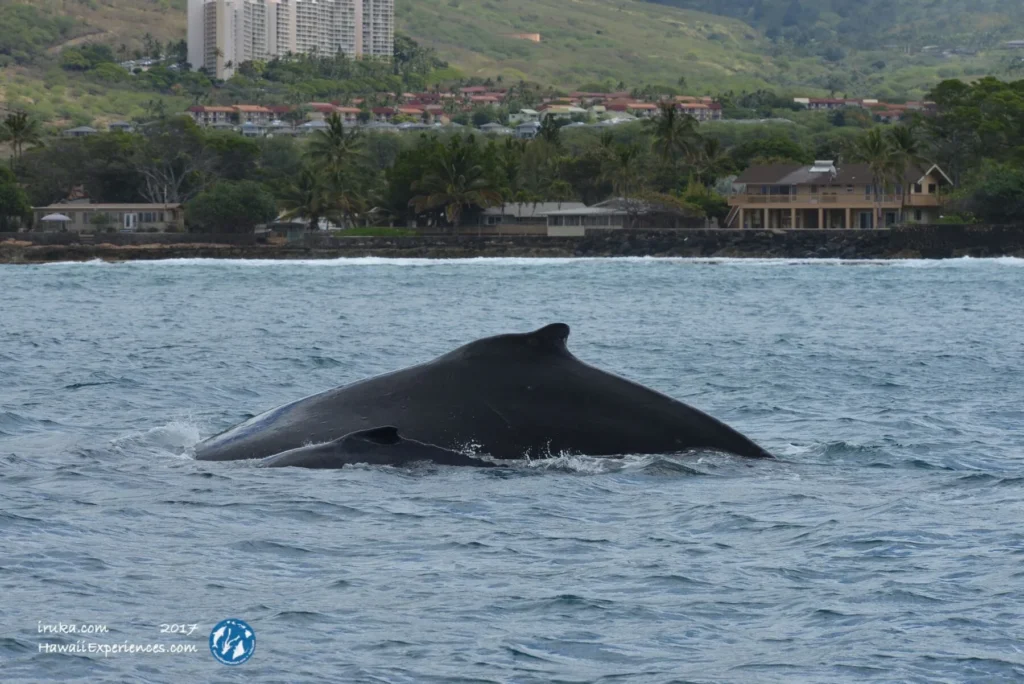 whale watching Oahu