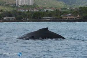 whale watching Oahu