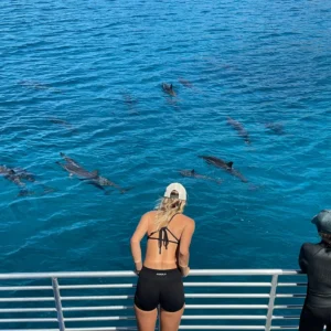Iruka Oahu Hawaii Dolphin Tours - Oahu Dolphin Watch & Reef Snorkel