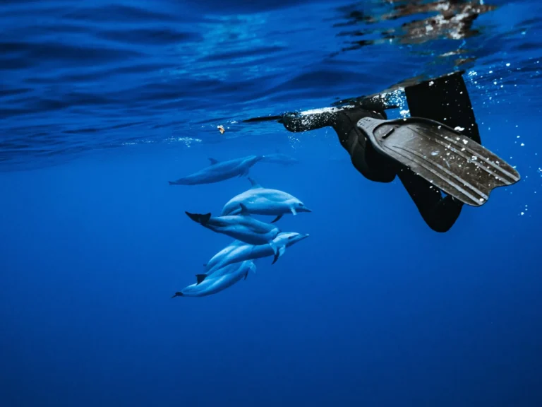 Dolphin Tours on Oahu