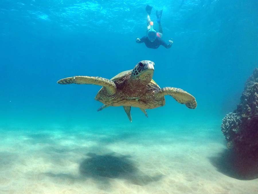 E Sea Diver - Oahu Turtle Snorkeling Tour 1