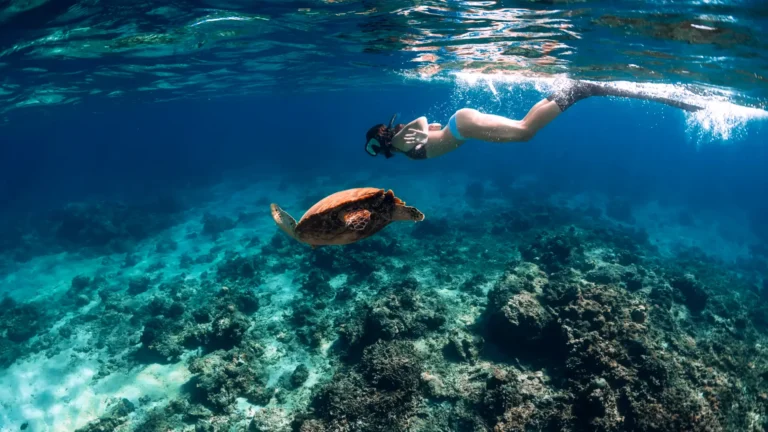 Oahu Turtle Snorkeling Tour