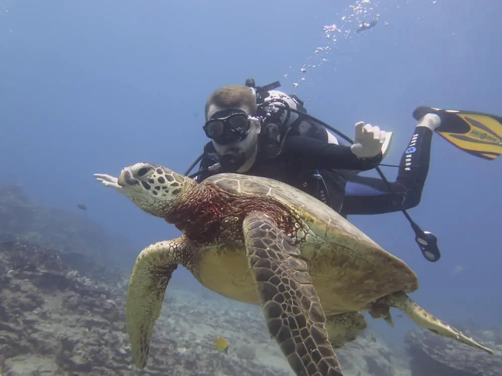 Island Divers - Oahu AM 2 Tank Wreck & Reef Dive Diver with Turtle