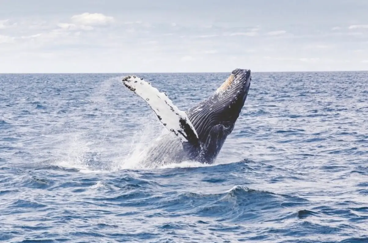 Waikiki Sailing Tours - Oahu Whale Watching 2