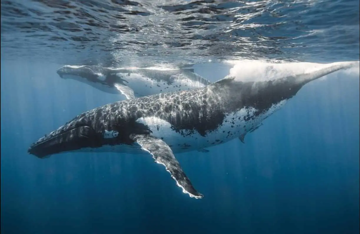 Waikiki Sailing Tours - Oahu Whale Watching 2