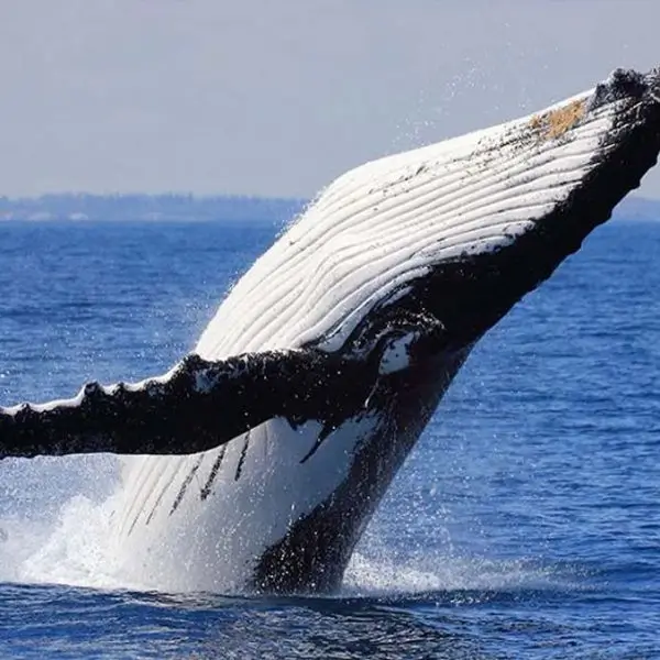 whale watching hawaii