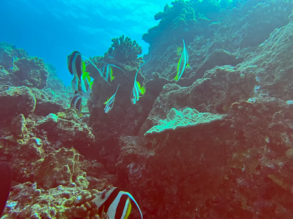 Best Scuba Diving in Oahu