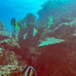 Best Scuba Diving in Oahu (2026 Complete Guide)