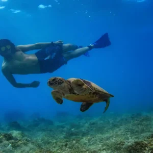 Island Divers - Oahu Swim with the Turtles