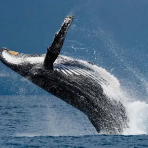 whale watching hawaii
