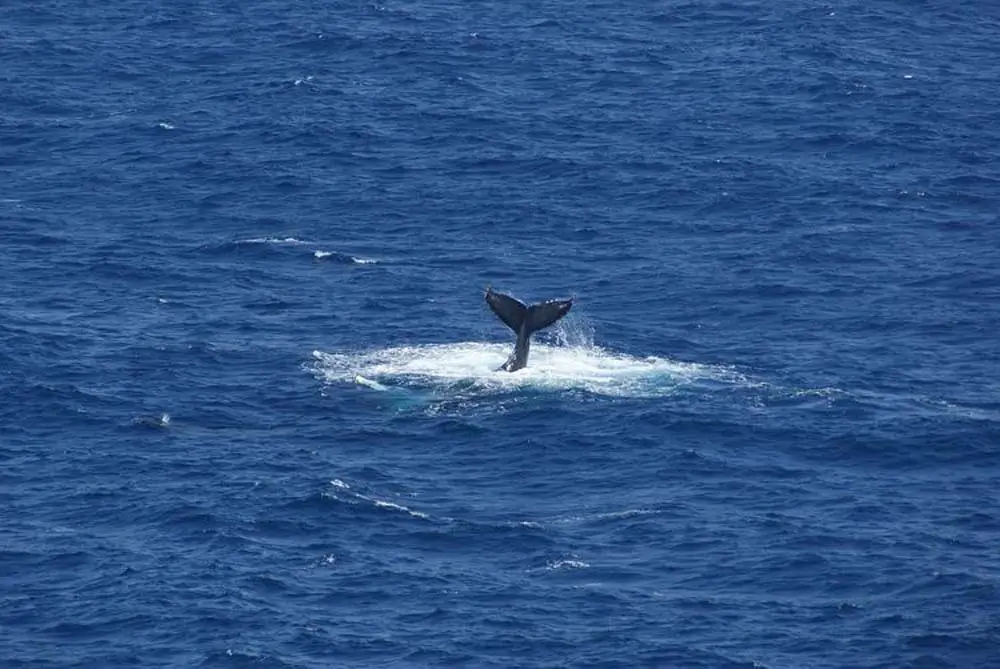 whale watching hawaii