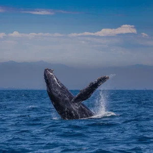 Whale Watch Sail Oahu