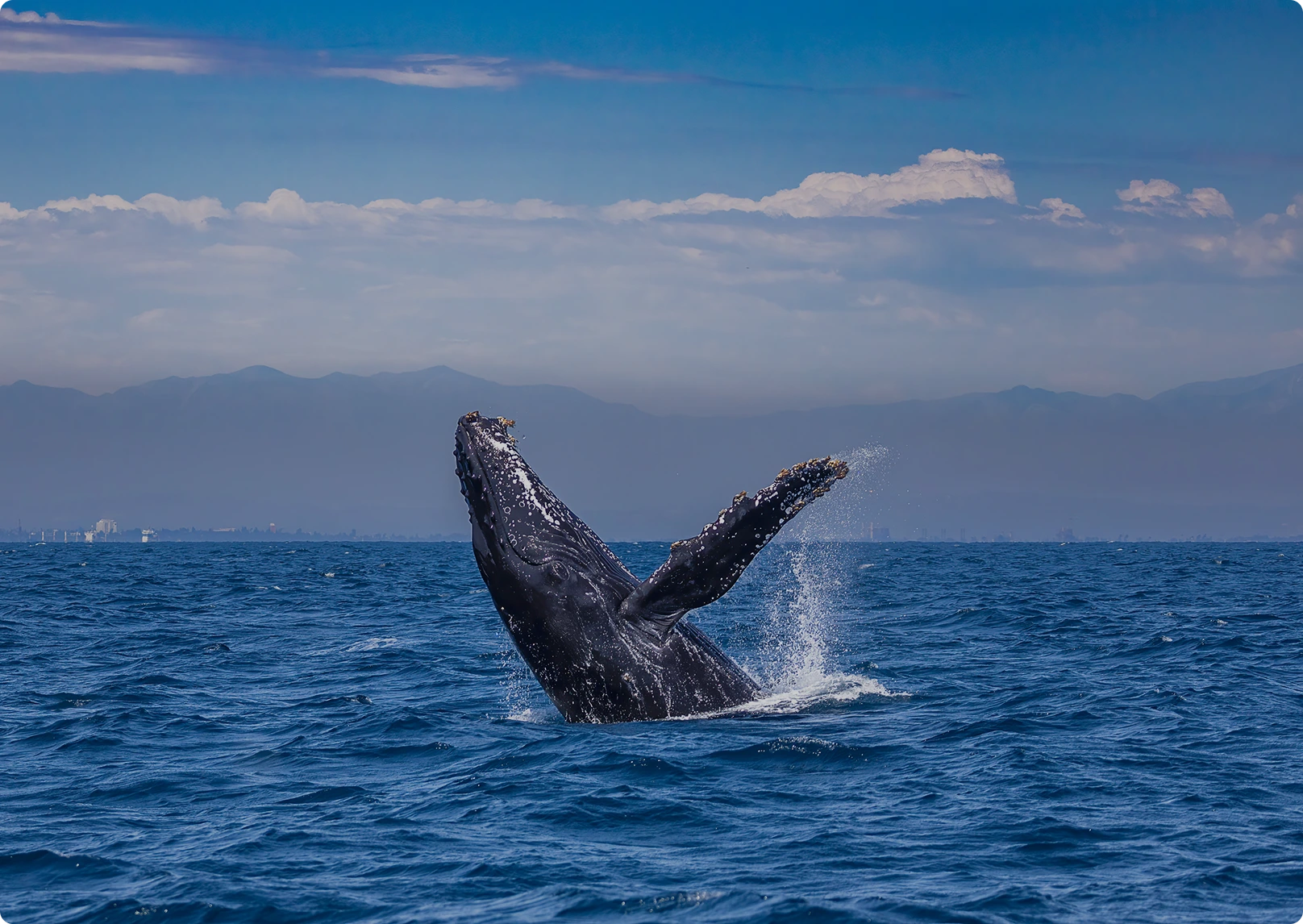 Whale Watch Sail Oahu