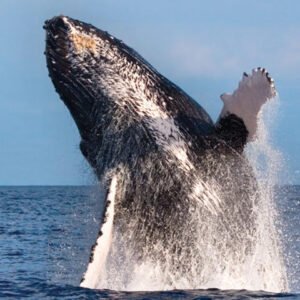 Hawaii Nautical Ko Olina Deluxe Whale Watch Sail Oahu