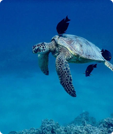 Hawaii Nautical Ko Olina Dolphin Watch & Turtle Snorkel Sail - Oahu