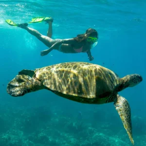 Trident Adventures Hawaii Trident Oahu Snorkel Tours