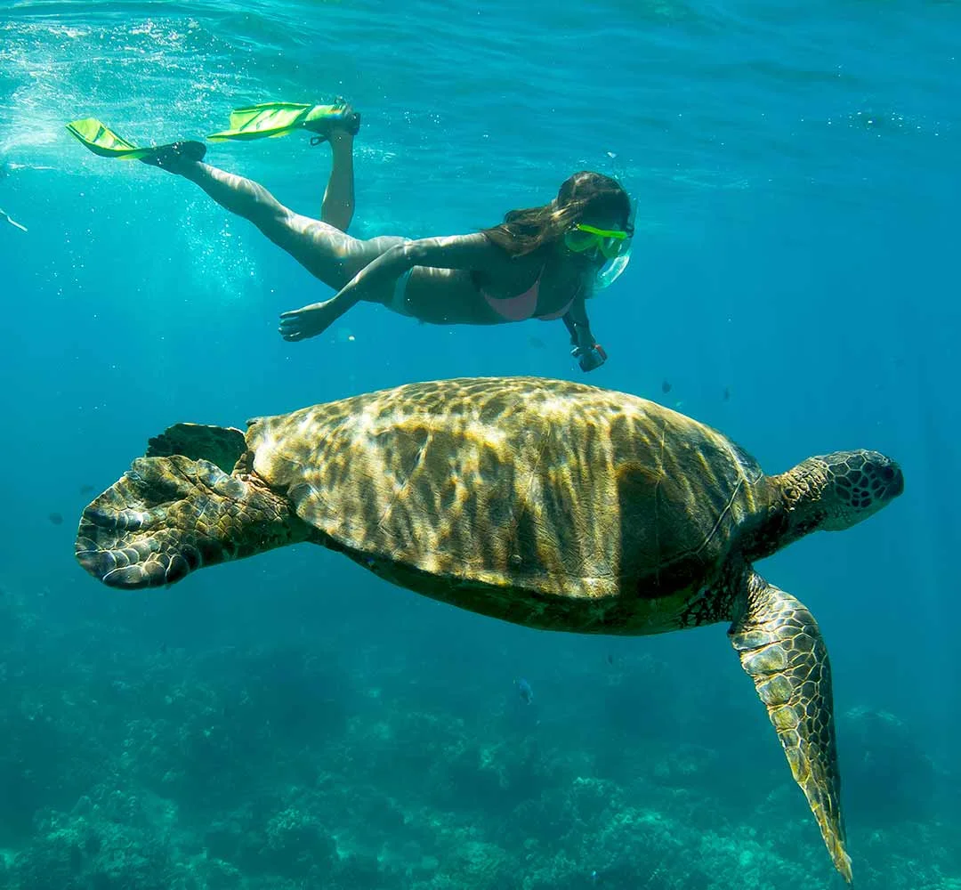 Trident Adventures Hawaii Trident Oahu Snorkel Tours