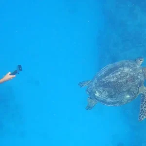 waikiki snorkel tour turtle canyon three tiki sailing