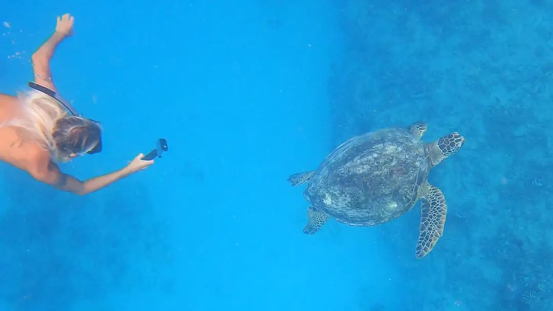waikiki snorkel tour turtle canyon three tiki sailing
