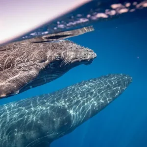 Three Tiki Sailing Oahu Whale Watching Tour